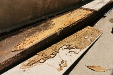 Zimmererarbeiten – Schadensersatzpflicht bei Nichterkennen von Schädlingsbefall